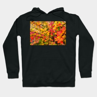 Orange red yellow green Berberis leaves background Hoodie